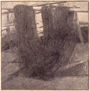 Karti Wisaya, Jakoeb, 1913, #1830: Citra 8 dari 20